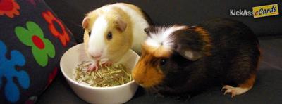 Guinea Pigs