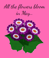 Flowers Bloom